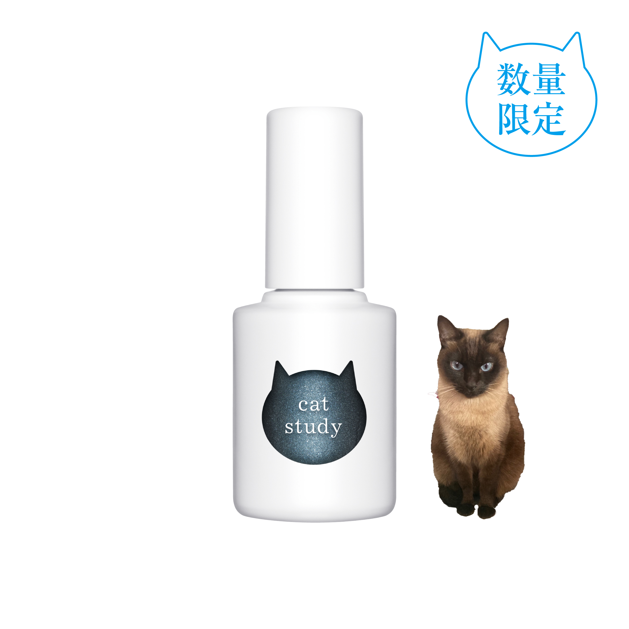キャットスタディ シャムブルー