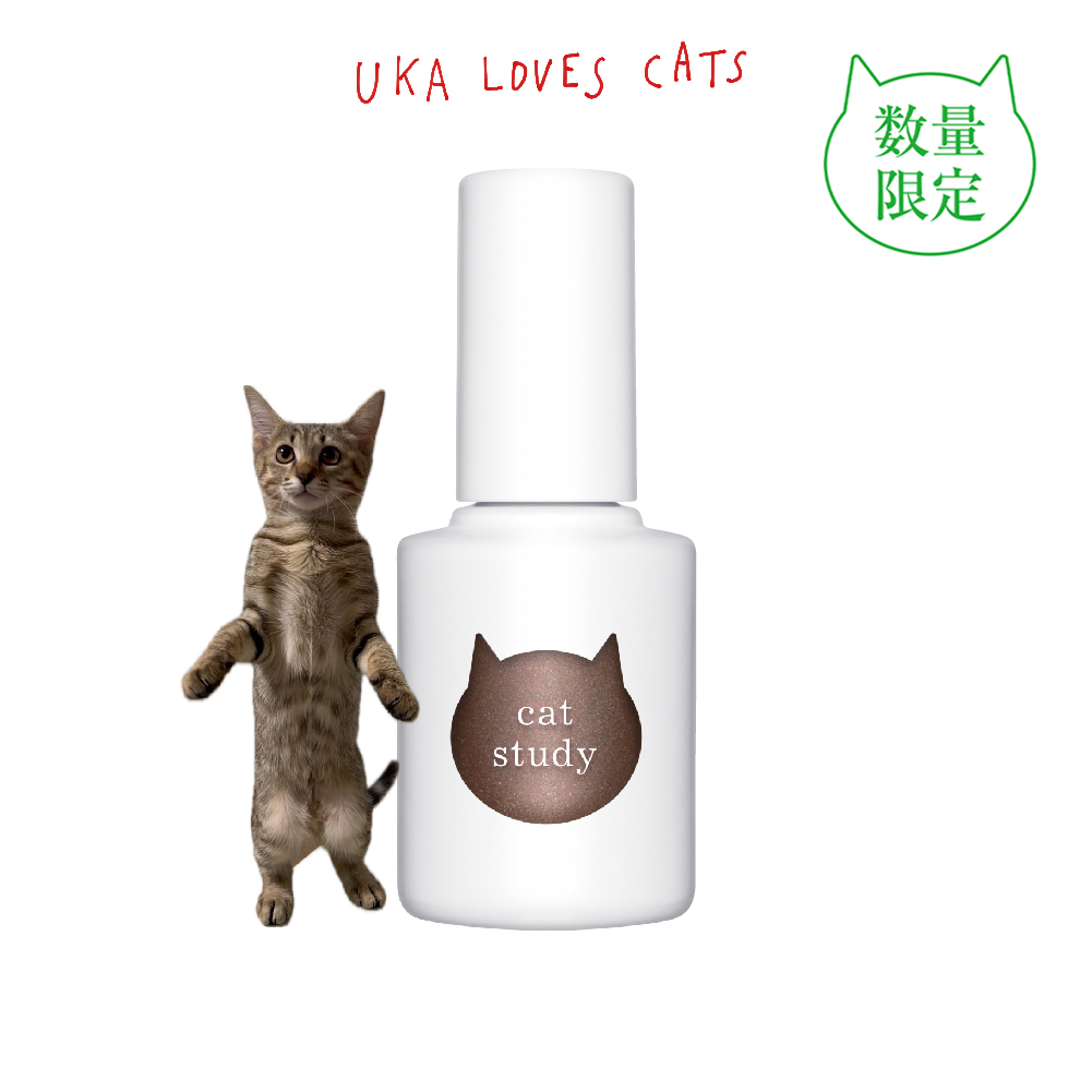 キャットスタディ キジトラ キャッツアイ